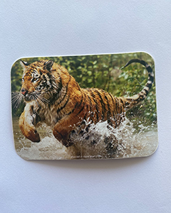 Tiger - 95x70mm firkantet klistermærke med runde hjørner