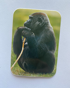 Gorilla - 95x70mm firkantet klistermærke med runde hjørner