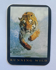 Tiger running wild - 95x70mm firkantet klistermærke med runde hjørner
